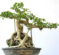 Bonsai in Interior Décor: The Art of Enhancing Living Spaces