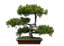 Bonsai Trees and the Art of Nature-Inspired Space Decoration