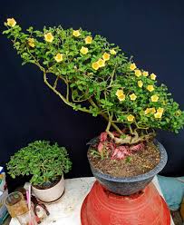 Bonsai Trees in Interior and Exterior Landscaping: The Art of Blending Indoor and Outdoor Bonsai