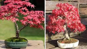 Planting and Caring for Bonsai Trees in Public Spaces: Techniques and Tips