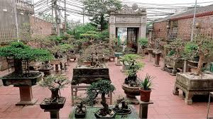 Bonsai Trees and the Art of Still Space Decoration