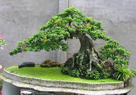 Bonsai Trees and the Natural Environment: Nurturing Nature’s Beauty