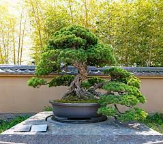 Artistry and Beautification Techniques for Bonsai Trees: Enhancing the Aesthetics of Nature’s Miniature Masterpieces
