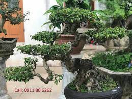 Pruning and Shaping Techniques for Bonsai Trees: Sculpting Nature’s Beauty